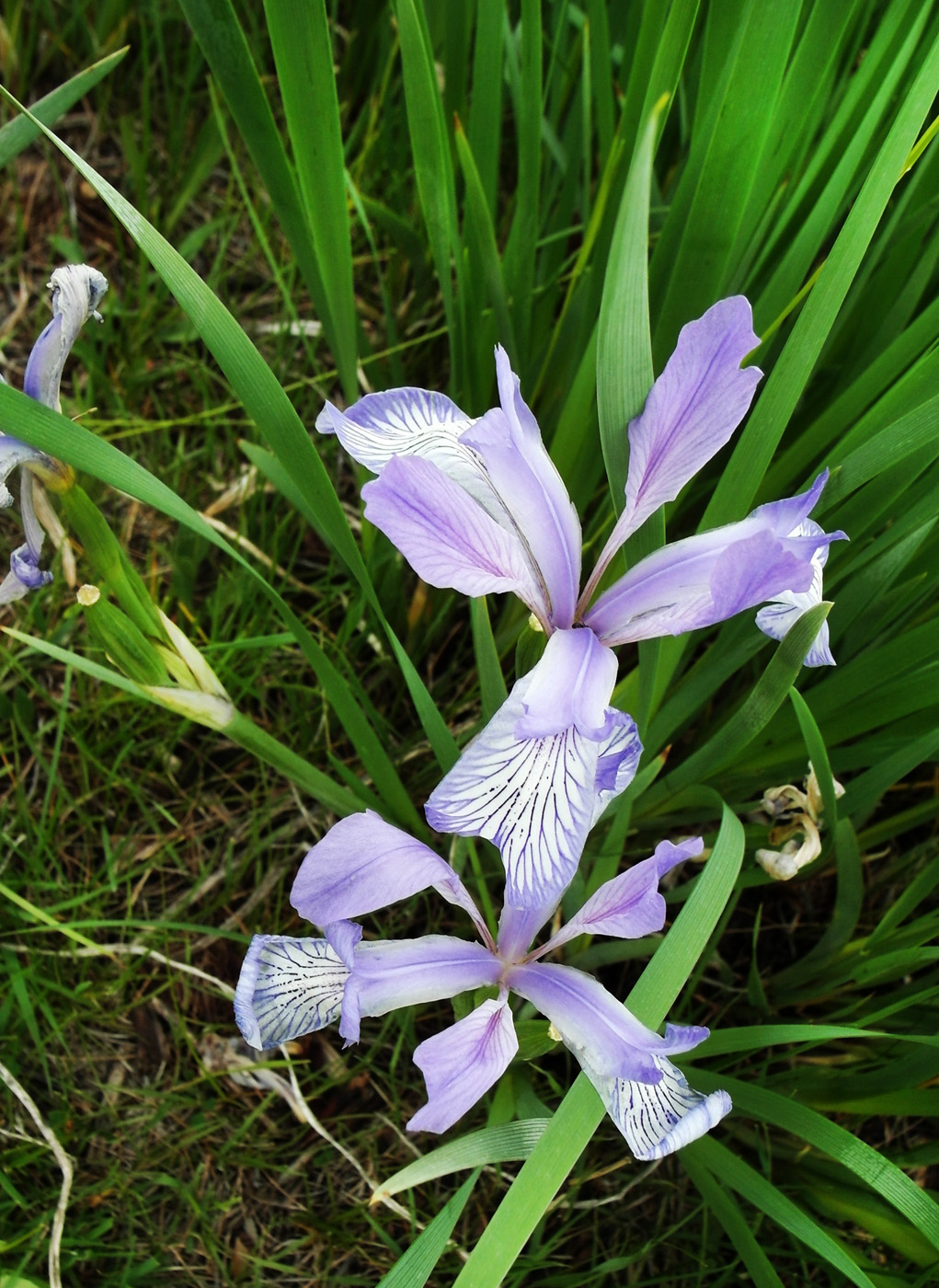 Изображение особи Iris pallasii.