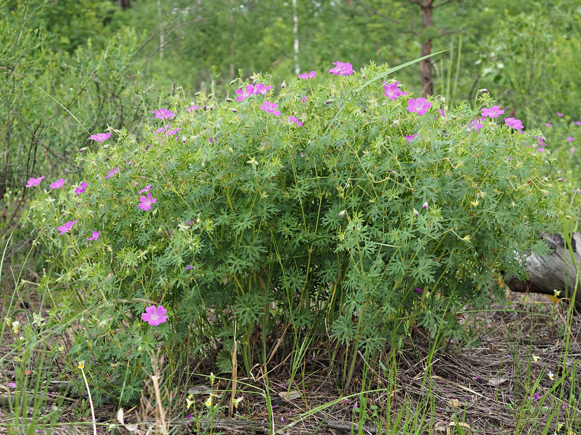 Image of Geranium sanguineum specimen.