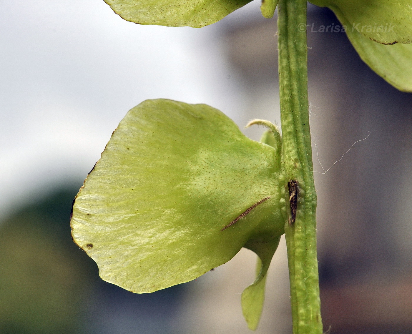 Изображение особи Pterocarya rhoifolia.