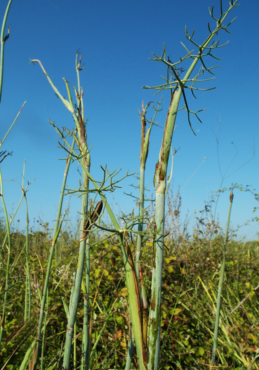 Изображение особи Foeniculum vulgare.