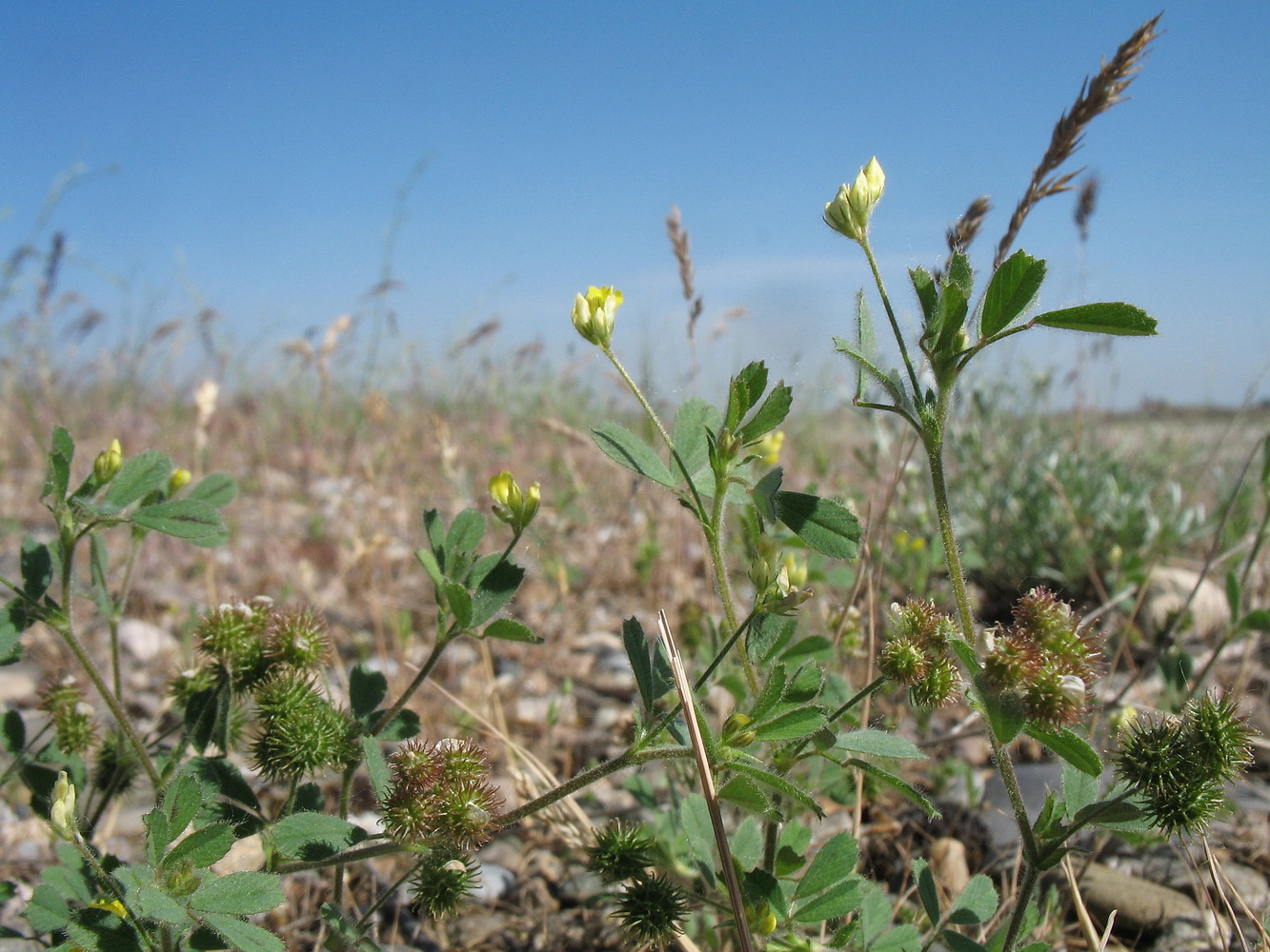 Изображение особи Medicago minima.