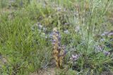 Orobanche coerulescens