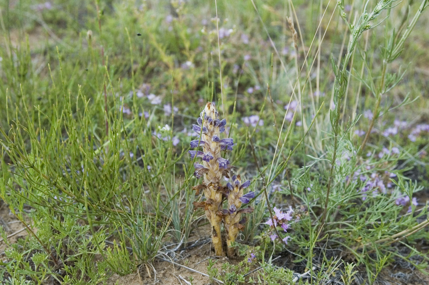 Изображение особи Orobanche coerulescens.