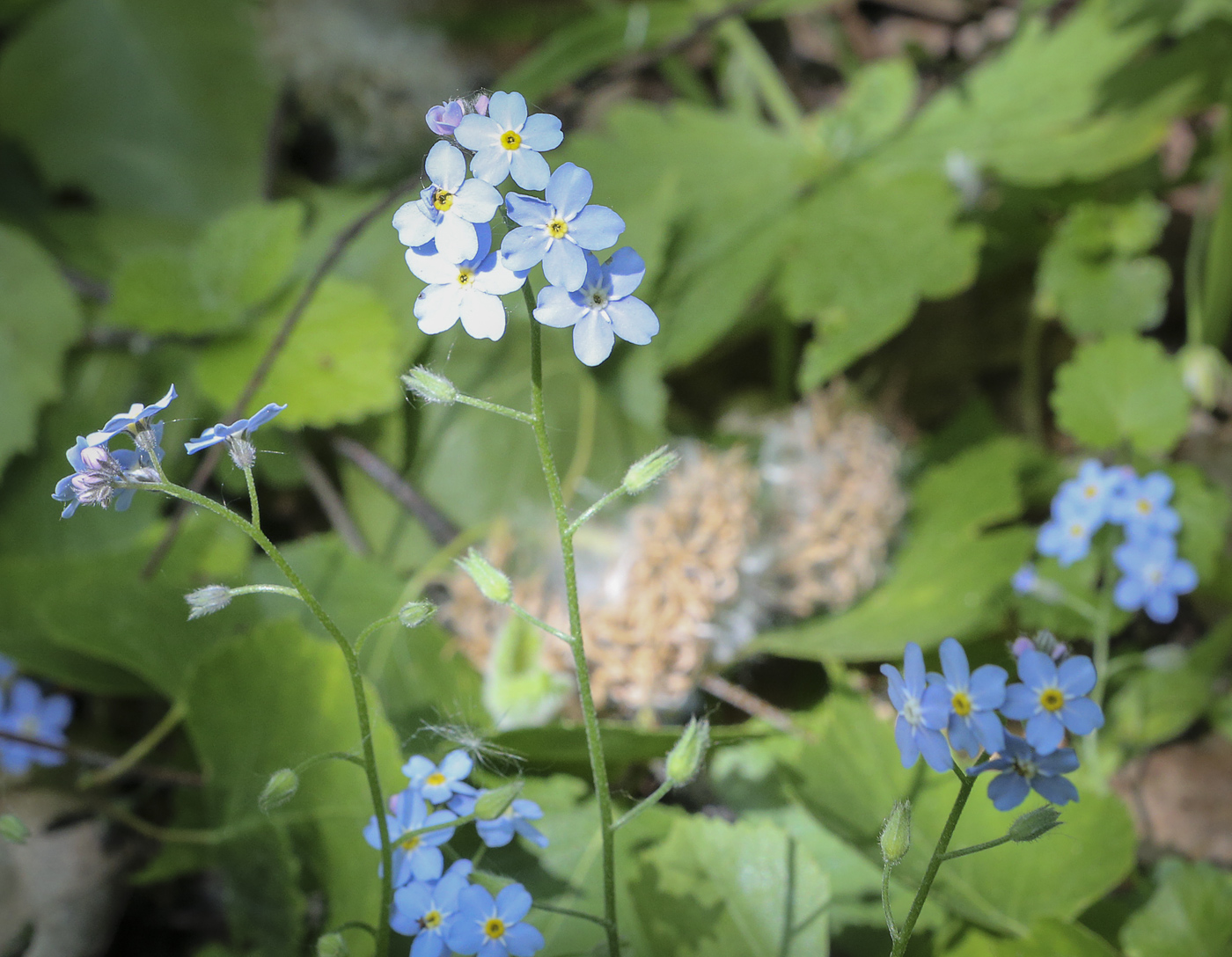 Image of Myosotis sylvatica specimen.