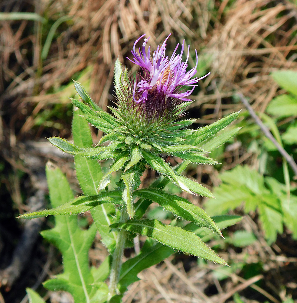 Изображение особи Cirsium euxinum.