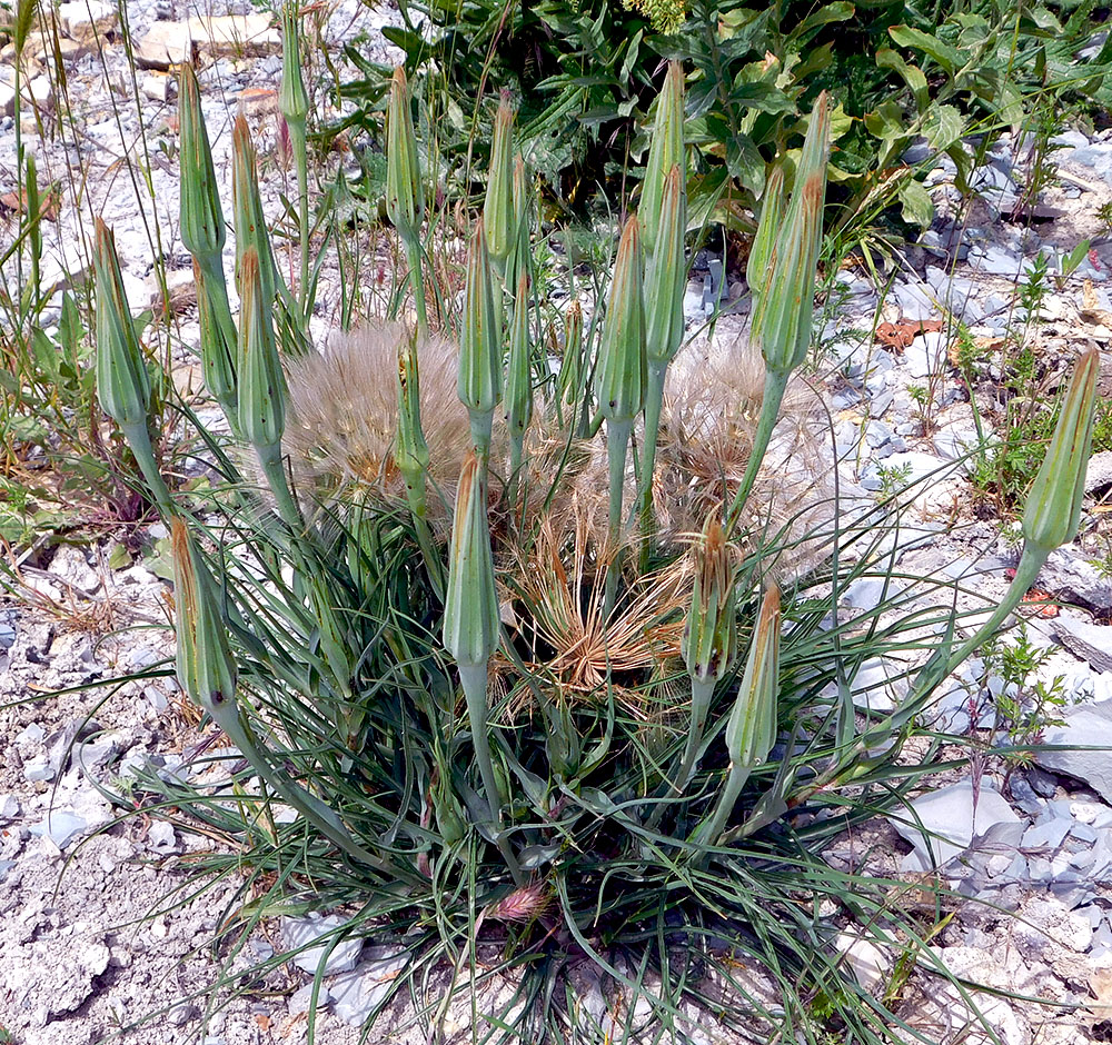 Image of Tragopogon dubius specimen.