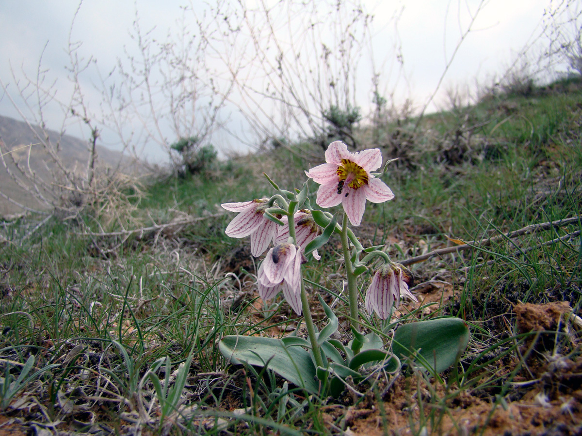 Изображение особи Rhinopetalum karelinii.