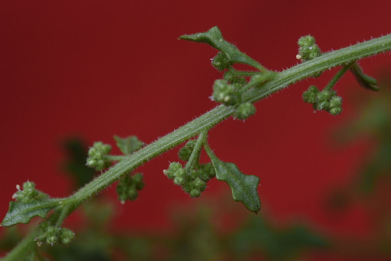 Image of Dysphania botrys specimen.