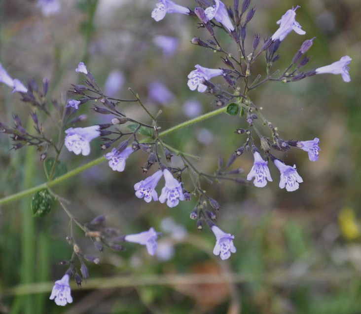 Image of Clinopodium vardarense specimen.