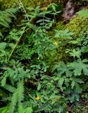 Hypericum xylosteifolium. Цветущее растение. Грузия, Аджария, национальный парк \"Мтирала\", поросший мхами и папоротниками каменистый склон. 17.06.2023.