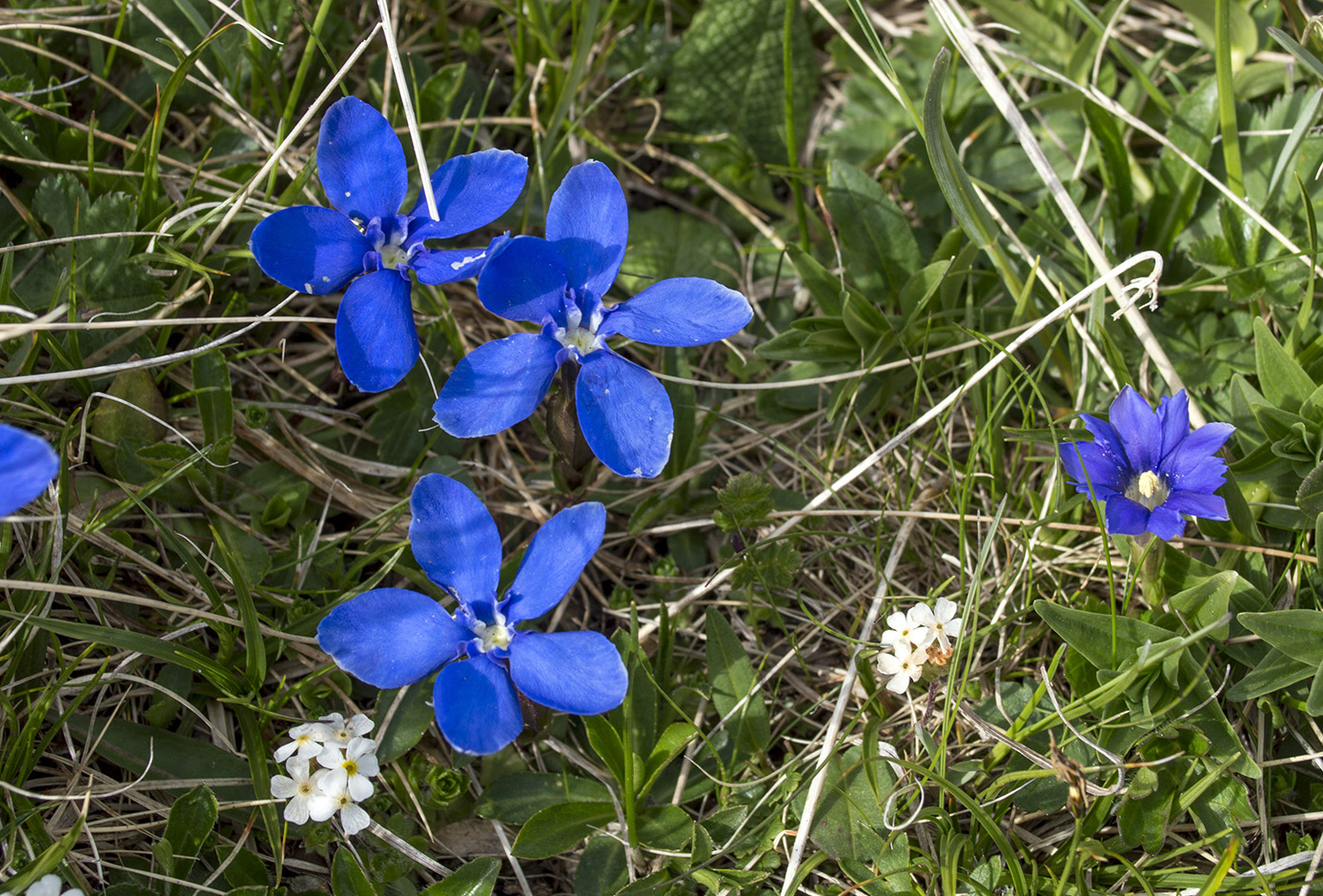 Image of Gentiana angulosa specimen.