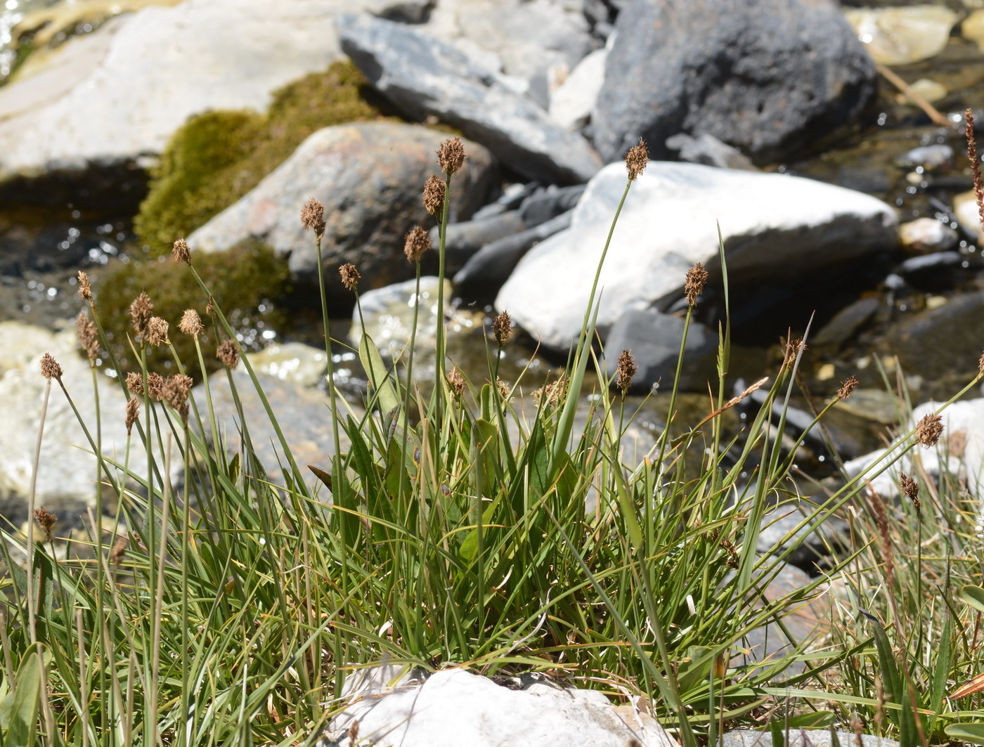 Image of genus Carex specimen.