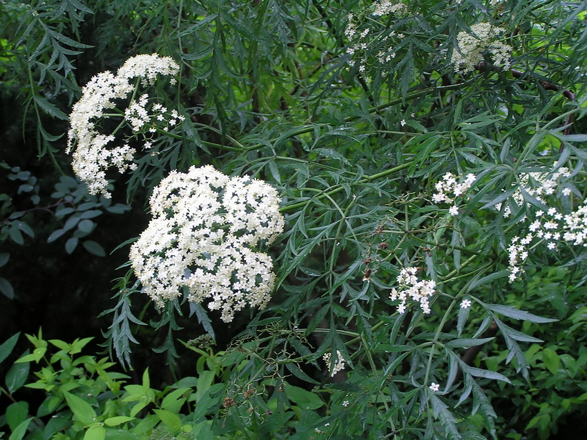 Image of Sambucus nigra f. laciniata specimen.