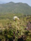 Traunsteinera sphaerica. Верхушка цветущего растения. Чечня, Итум-Калинский р-н, северный отрог горы Чархунышкорт, западный склон, выс. 2400 м н.у.м, травянистый склон. 7 августа 2023 г.