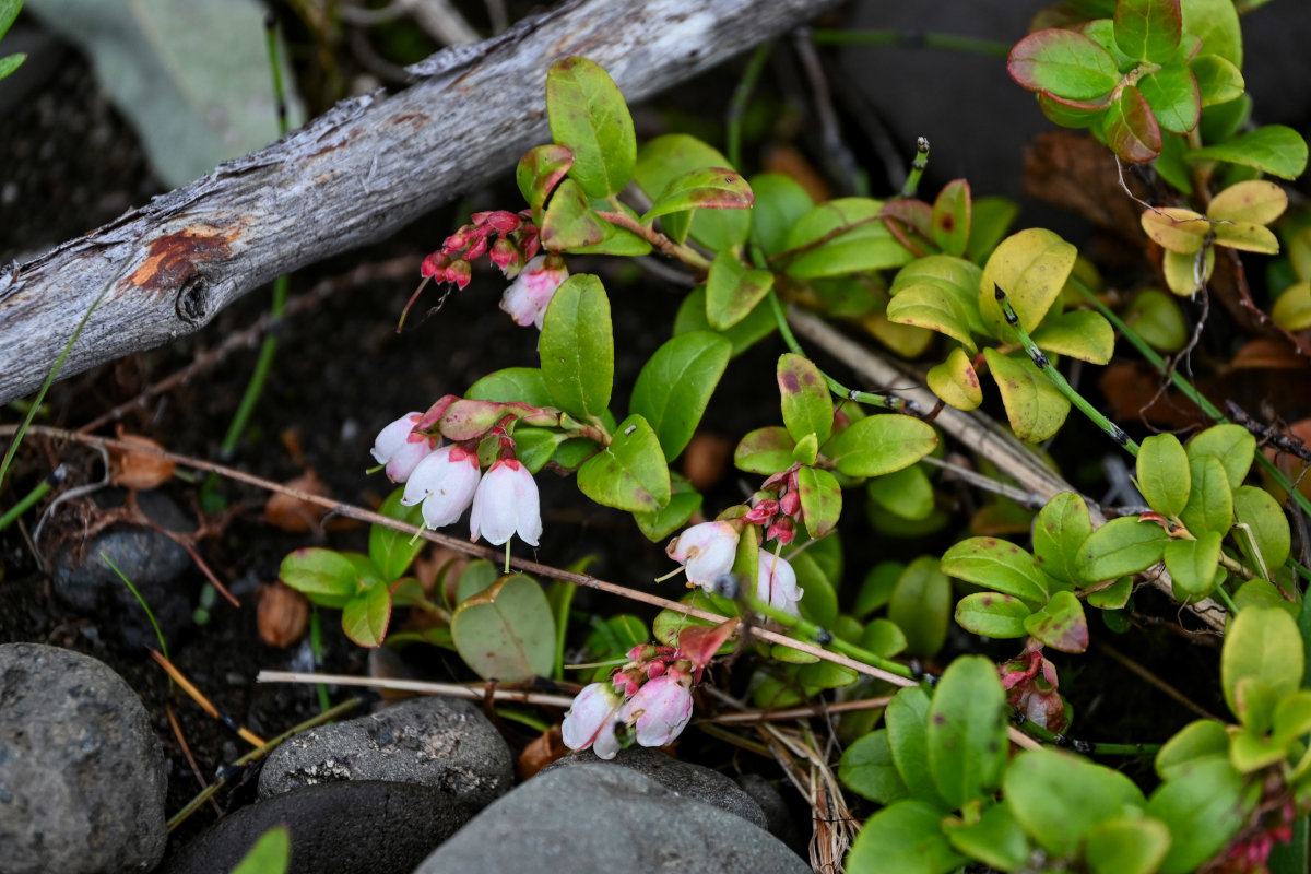 Изображение особи Vaccinium vitis-idaea.