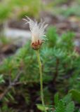 Dryas punctata. Плод. Республика Саха (Якутия), Хангаласский улус, правый берег р. Сиинэ (Синяя), ур. Сердечко, вершина сопки, опушка соснового леса. 25.07.2023.