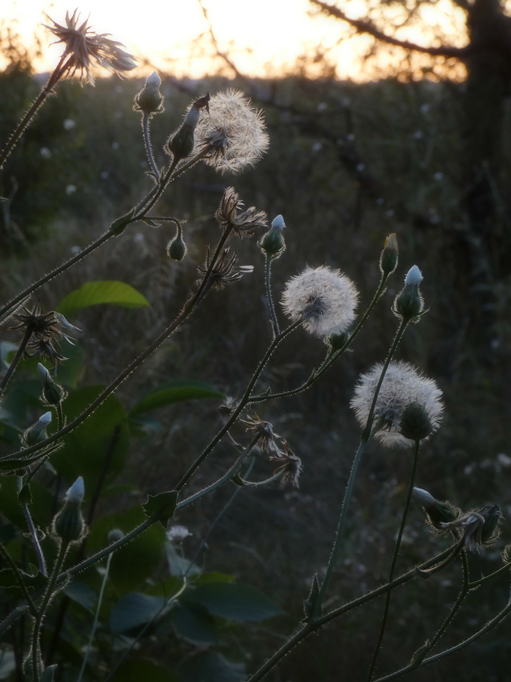 Image of Crepis rhoeadifolia specimen.