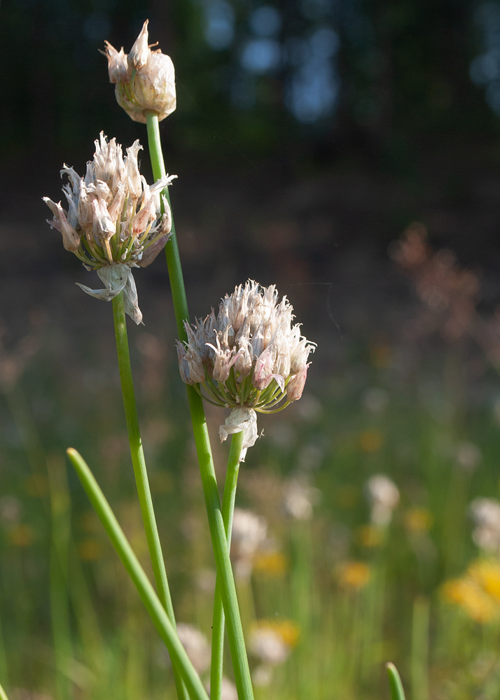 Image of Allium schoenoprasum specimen.