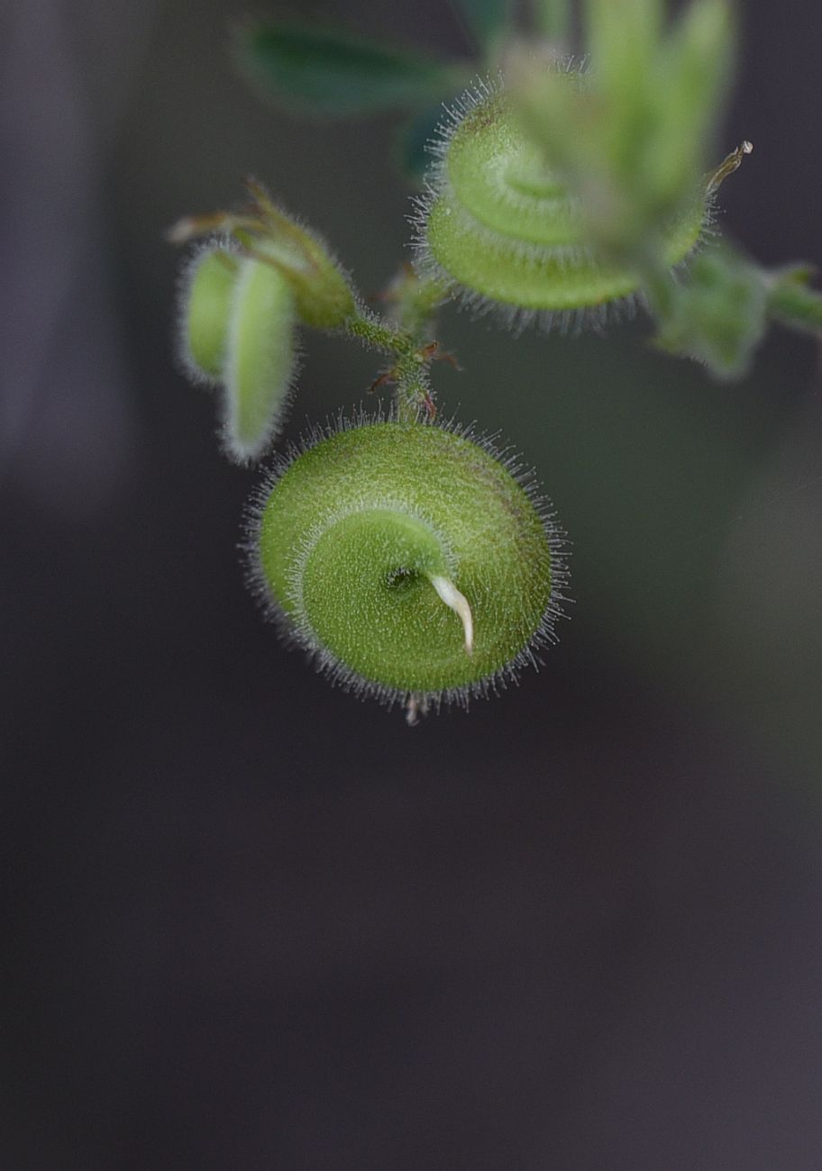 Image of Medicago glutinosa specimen.