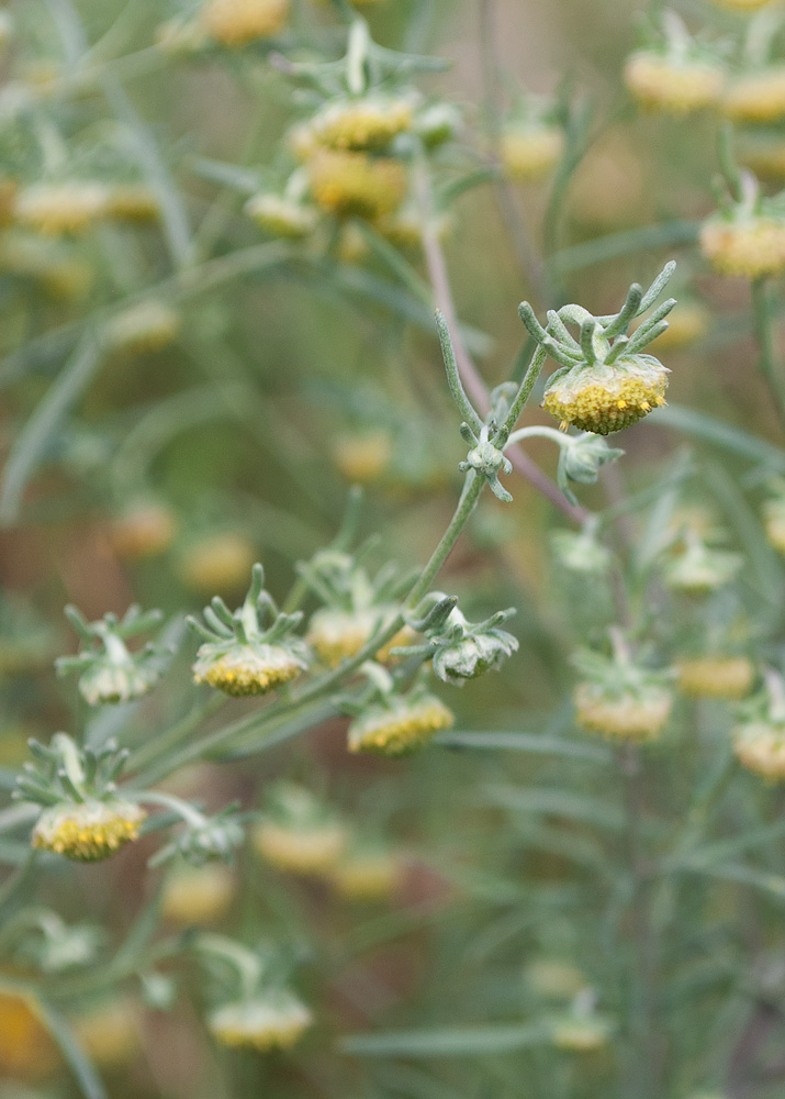 Image of Artemisia jacutica specimen.