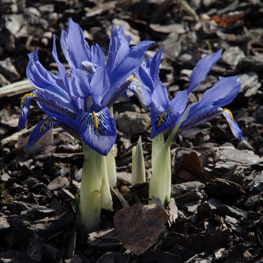 Изображение особи Iridodictyum histrioides.