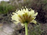 Cephalaria uralensis