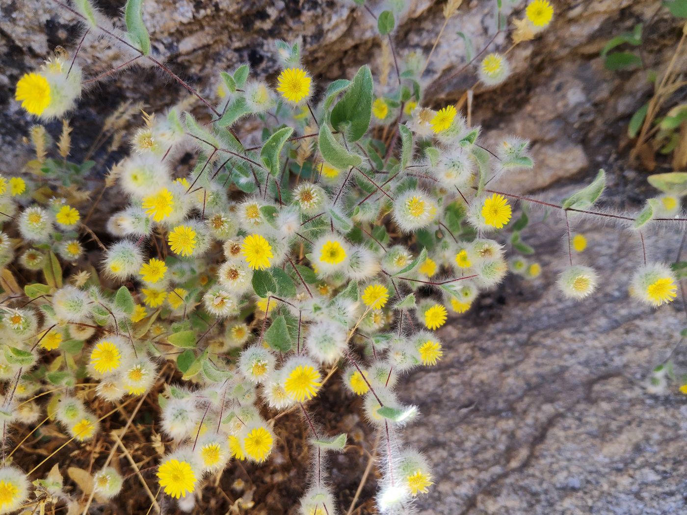 Image of Pentanema divaricatum specimen.