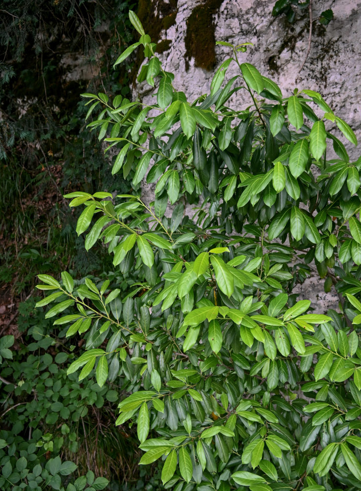 Image of Lauro-cerasus officinalis specimen.