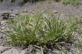 Carex hordeistichos