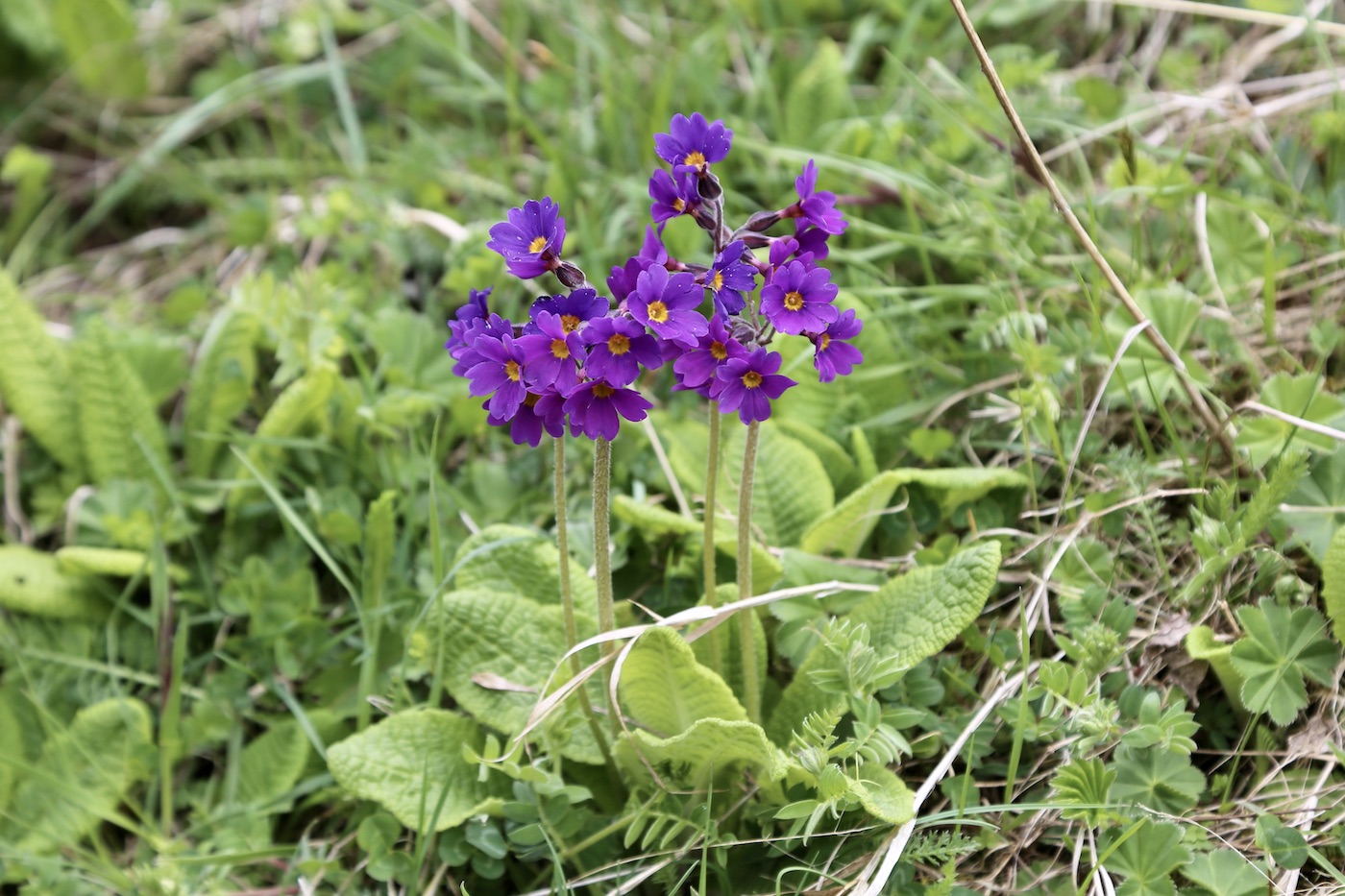 Image of Primula amoena specimen.