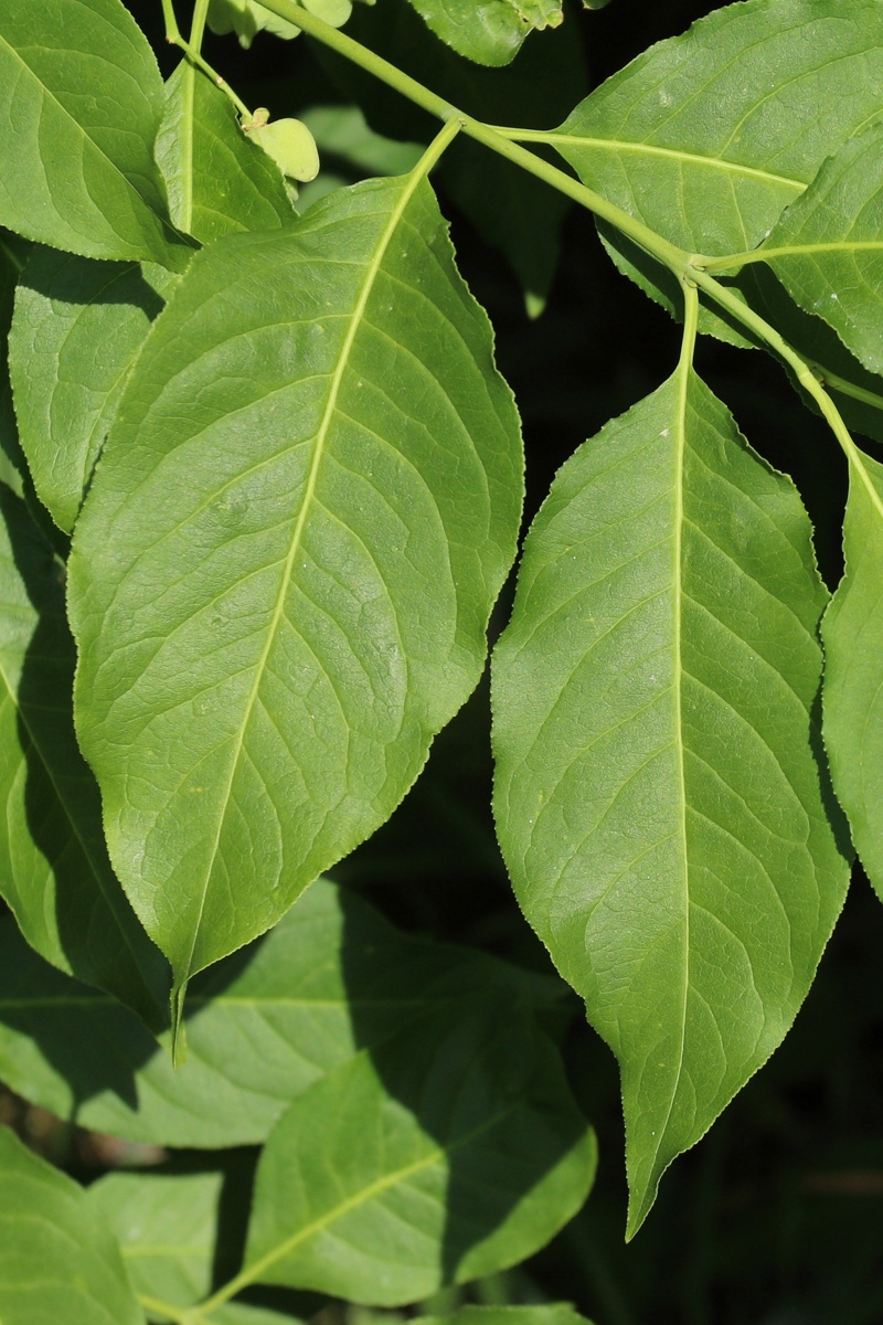 Image of Euonymus europaeus specimen.