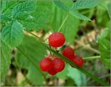 Rubus saxatilis. Плоды. Чувашия, окр. г. Шумерля, Кумашкинский заказник, Соколова поляна. 13 августа 2007 г.
