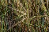 Hordeum distichon. Верхушки побегов с соплодиями. Вологодская обл., Вологодский р-н, окр. дер. Кирики-Улита, в культуре. 14.07.2024.