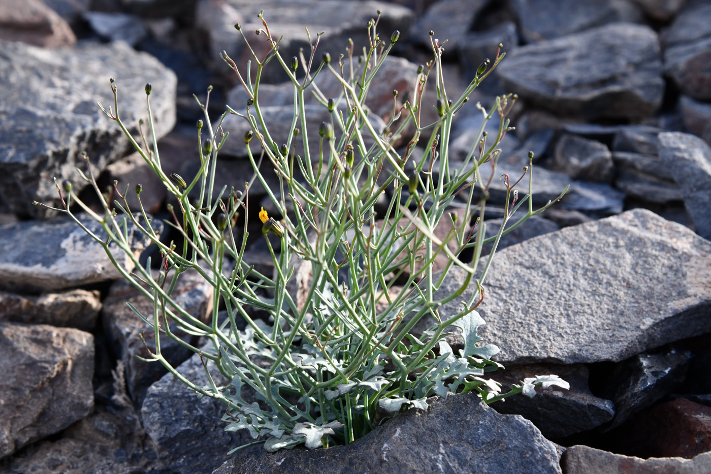 Image of Youngia tenuifolia specimen.