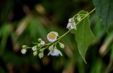 Philadelphus sericanthus. Соцветие. Китай, провинция Хунань, гора Тяньмэнь, опушка смешанного леса. 09.06.2024.