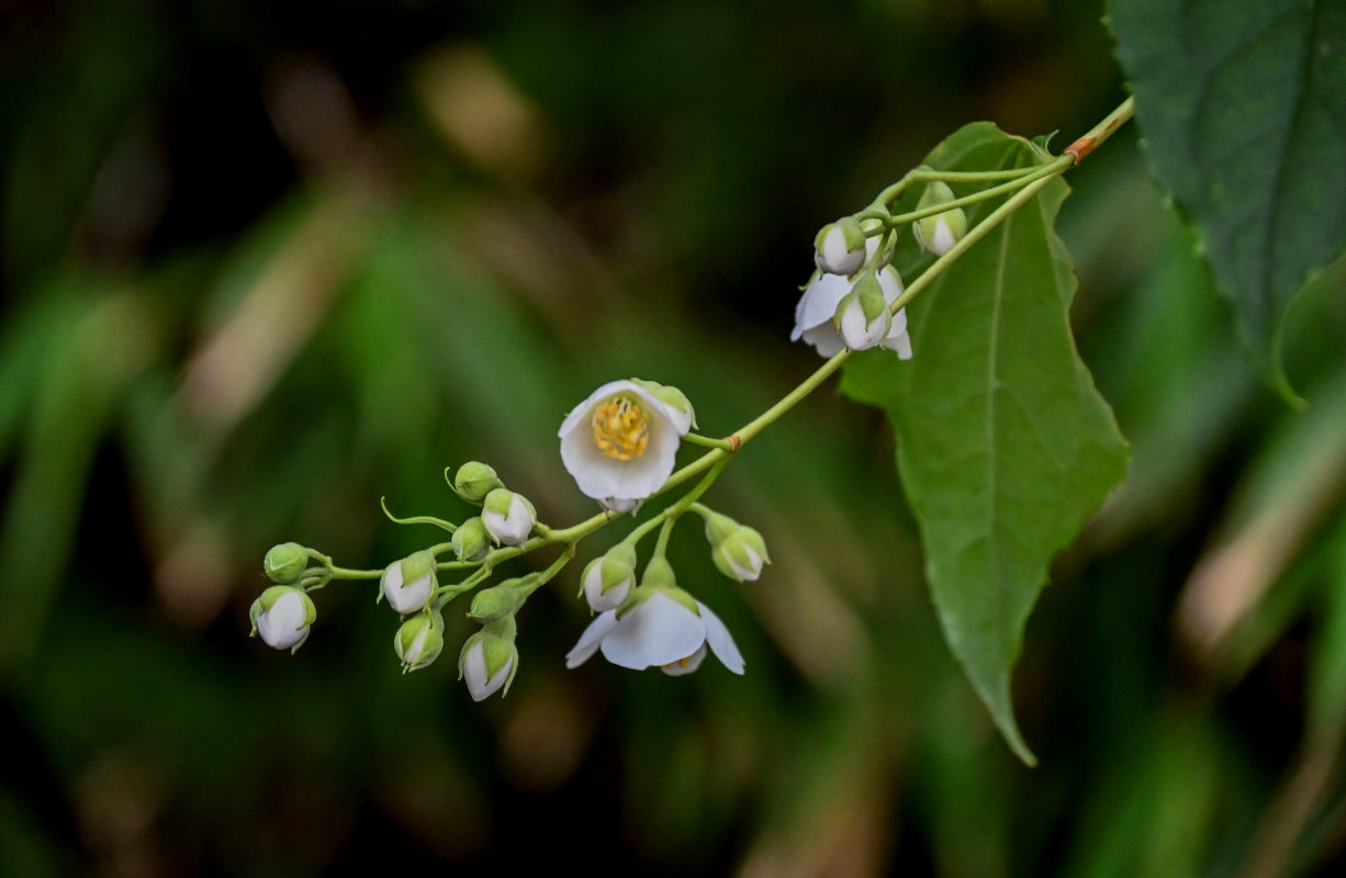 Image of Philadelphus sericanthus specimen.