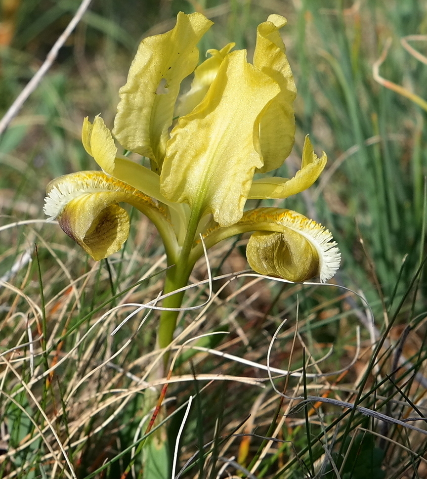 Image of Iris pumila specimen.