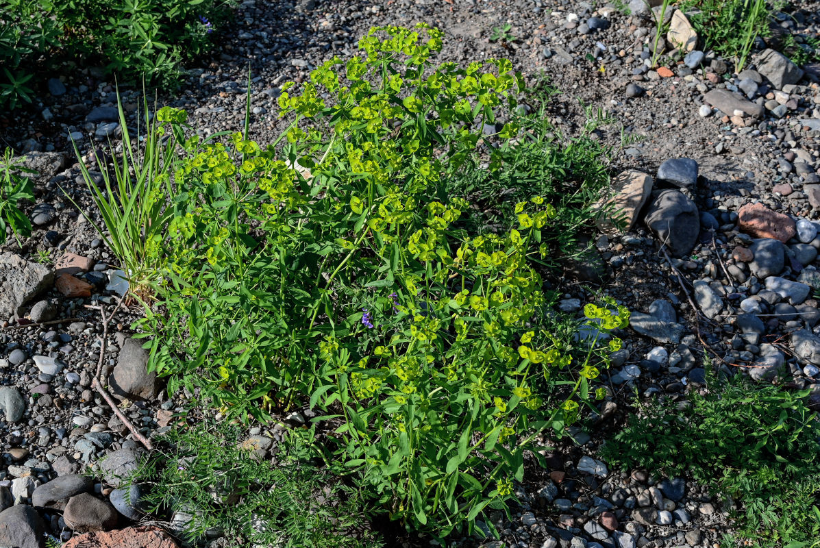 Image of Euphorbia borealis specimen.