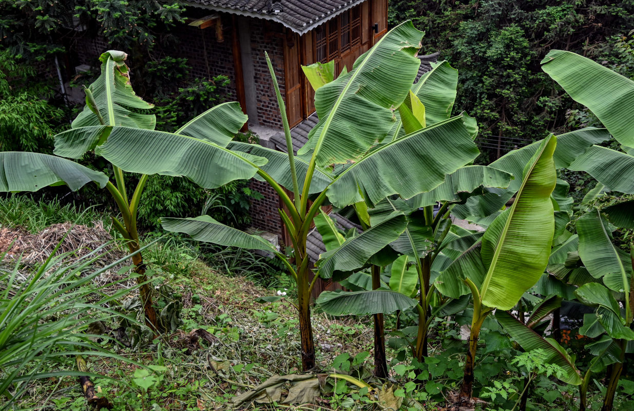 Image of Musa acuminata specimen.