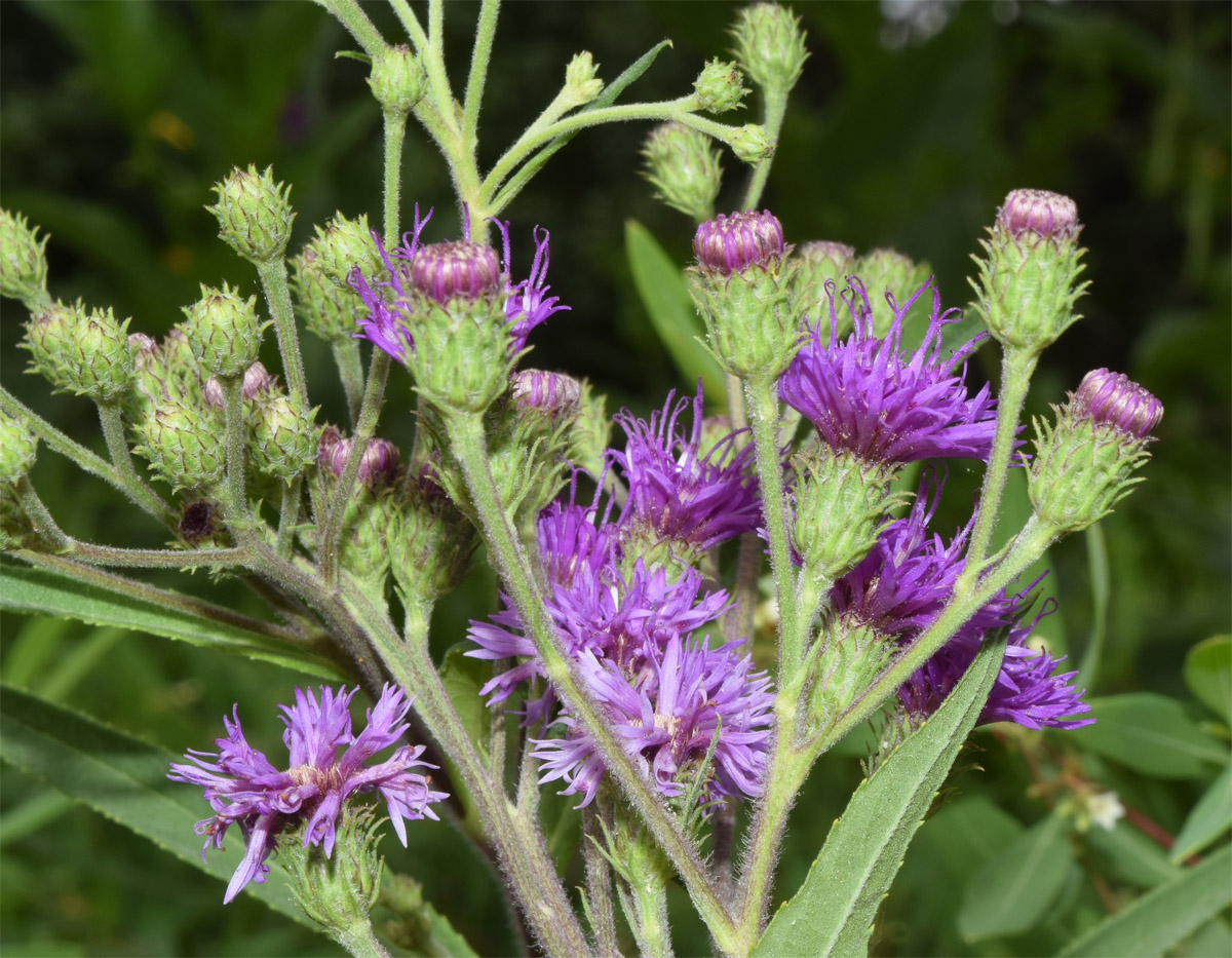 Image of Vernonia gigantea specimen.