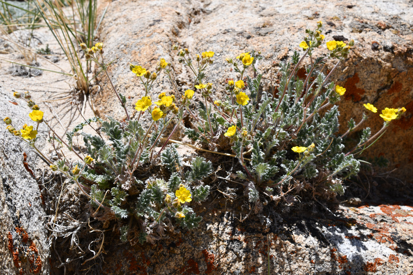 Image of Potentilla pamiroalaica specimen.