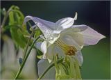 Aquilegia vulgaris. Цветок (гипохромная форма) с каплями росы. Московская обл., Раменский р-н, окр. дер. Хрипань, садовый участок. 04.06.2024.