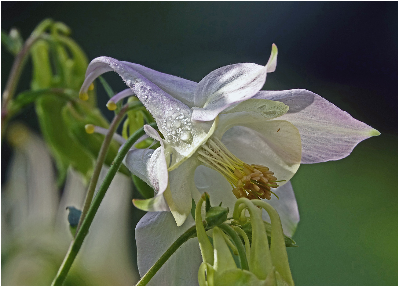 Изображение особи Aquilegia vulgaris.