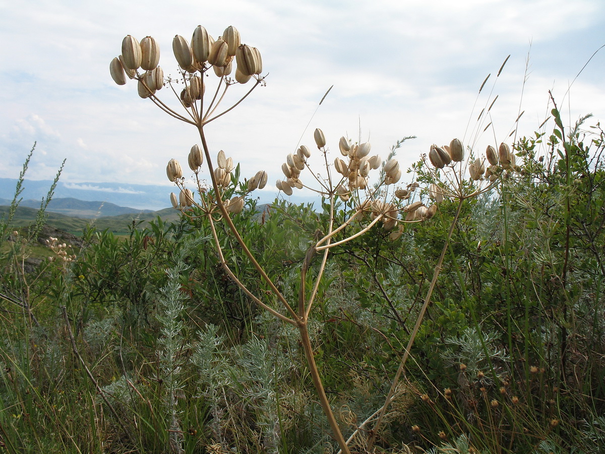 Image of Prangos ledebourii specimen.