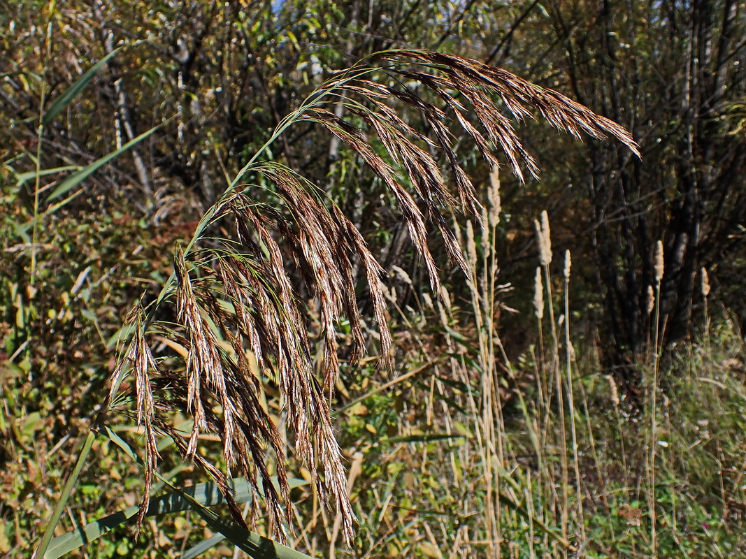 Image of Phragmites australis specimen.