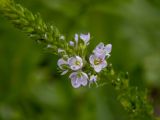 Veronica anagallis-aquatica. Часть соцветия. Крым, Южный Берег, окр. пос. Лесной, русло высохшего ручья. 26.05.2024.