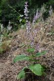 Salvia sclarea