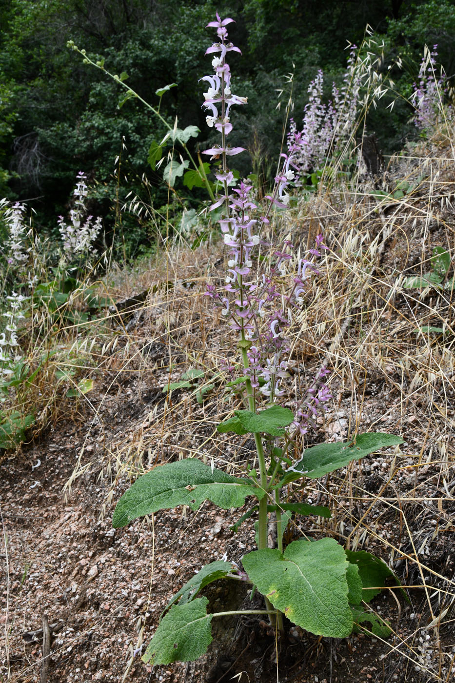 Image of Salvia sclarea specimen.