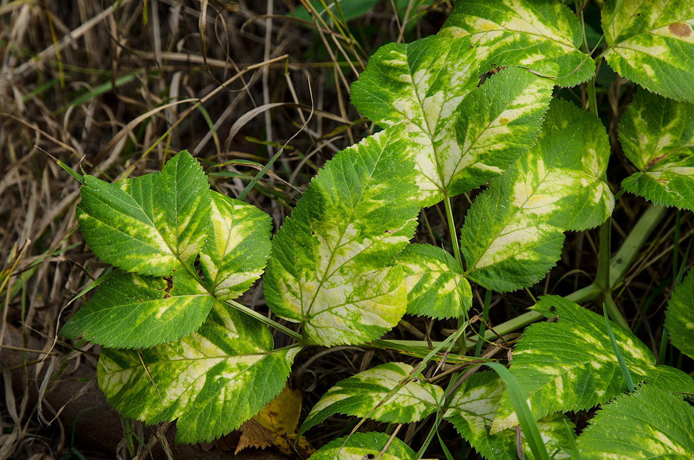 Изображение особи Archangelica officinalis.