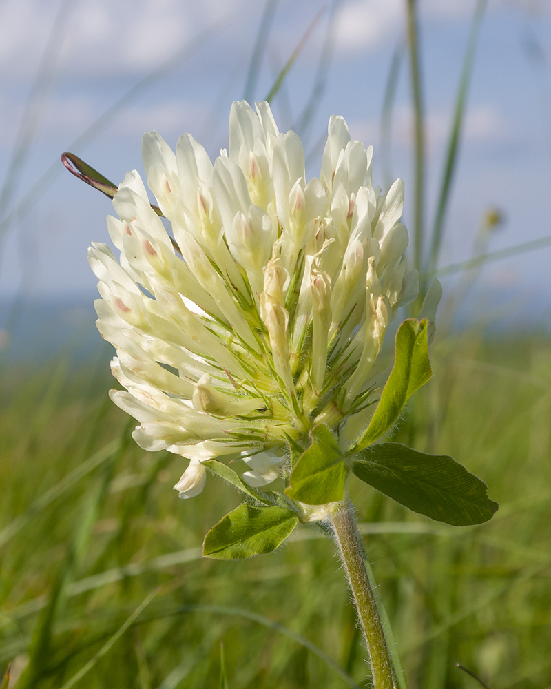 Изображение особи Trifolium canescens.